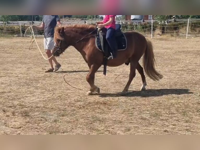 More ponies/small horses Gelding 7 years 12.1 hh Chestnut-Red in Rechnitz