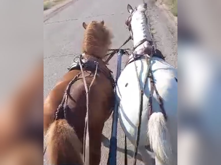 More ponies/small horses Gelding 7 years 12.1 hh Chestnut-Red in Rechnitz