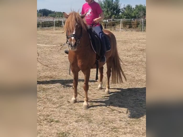 More ponies/small horses Gelding 7 years 12.1 hh Chestnut-Red in Rechnitz