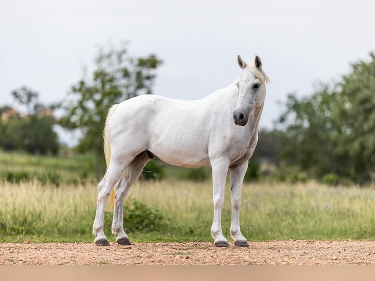 More ponies/small horses Gelding 7 years 12.2 hh Grey in Victoria