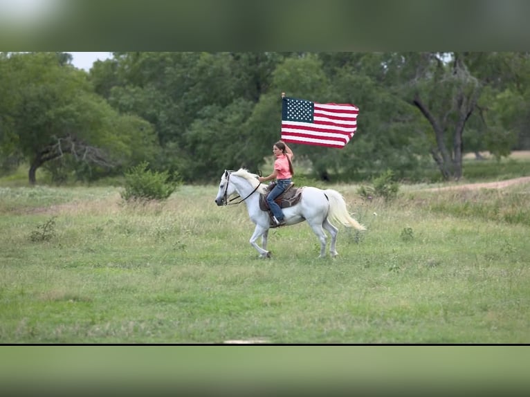 More ponies/small horses Gelding 7 years 12.2 hh Grey in Victoria