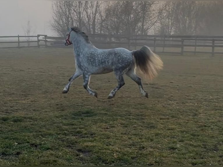 More ponies/small horses Gelding 7 years 12,1 hh Grey in Rechnitz