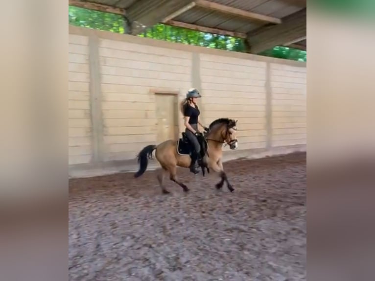 More ponies/small horses Gelding 7 years 12,2 hh Dun in Rechnitz