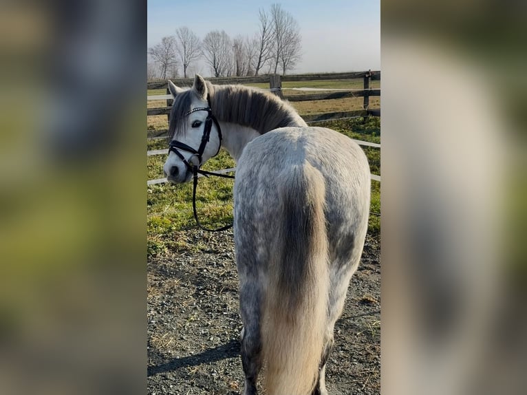 More ponies/small horses Gelding 7 years 12,2 hh Grey in Rechnitz