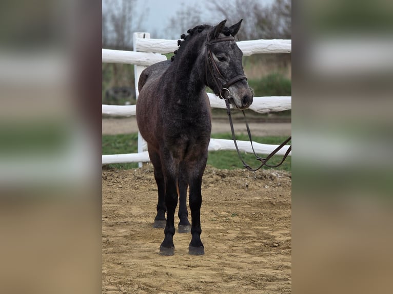More ponies/small horses Gelding 7 years 12,2 hh Grey in Kecskemét