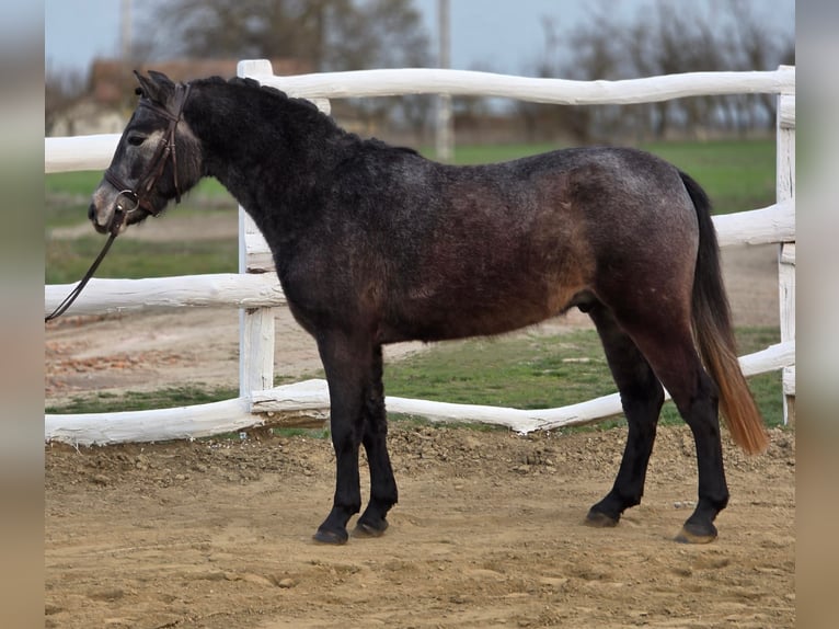 More ponies/small horses Gelding 7 years 12,2 hh Grey in Kecskemét