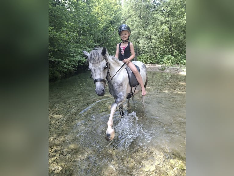 More ponies/small horses Gelding 7 years 12,2 hh Grey in Pelmberg