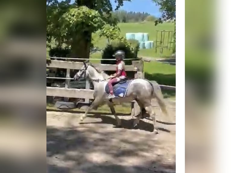 More ponies/small horses Gelding 7 years 12,2 hh Grey in Pelmberg