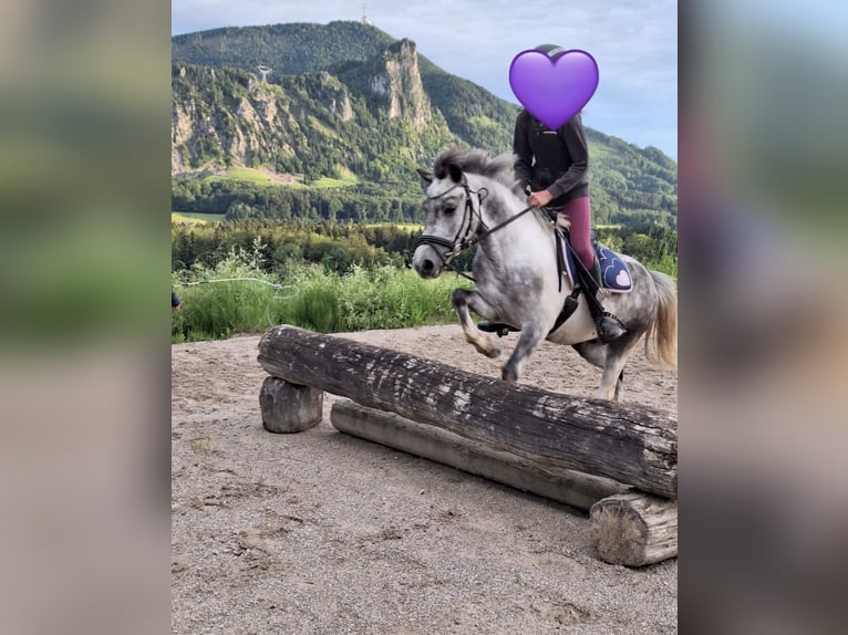 More ponies/small horses Gelding 7 years 12,2 hh Grey in Pelmberg