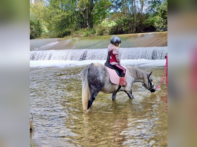 More ponies/small horses Gelding 7 years 12,2 hh Grey in Pelmberg