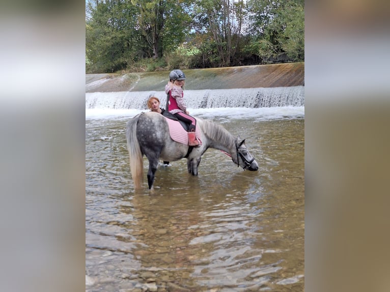 More ponies/small horses Gelding 7 years 12,2 hh Grey in Pelmberg
