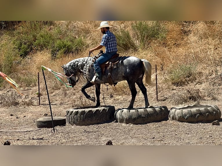 More ponies/small horses Gelding 7 years 13.1 hh Grey in Paicines