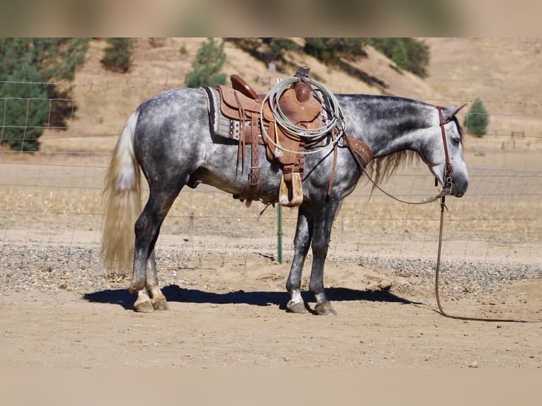 More ponies/small horses Gelding 7 years 13.1 hh Grey in Paicines