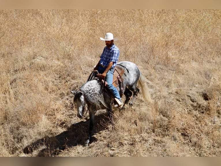 More ponies/small horses Gelding 7 years 13.1 hh Grey in Paicines