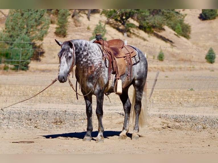More ponies/small horses Gelding 7 years 13.1 hh Grey in Paicines