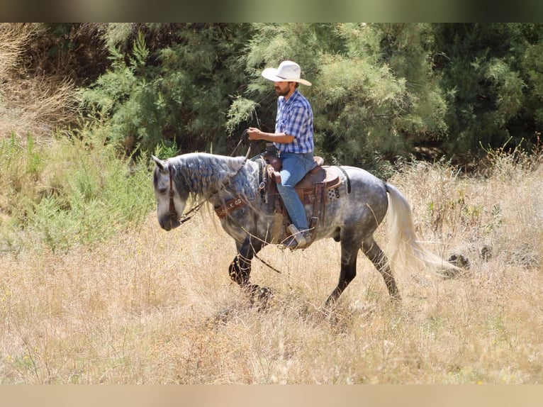 More ponies/small horses Gelding 7 years 13.1 hh Grey in Paicines