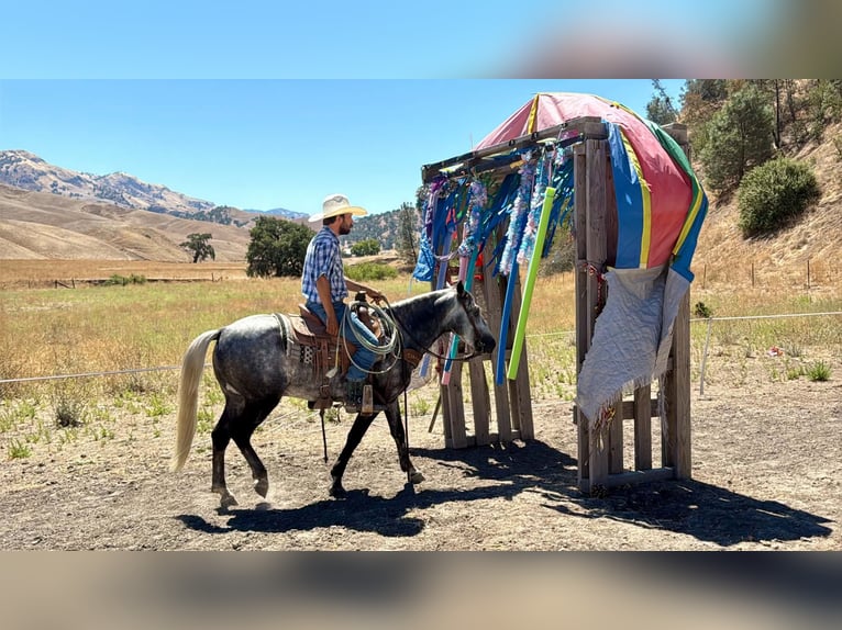 More ponies/small horses Gelding 7 years 13.1 hh Grey in Paicines