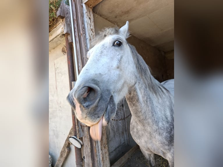 More ponies/small horses Gelding 7 years 13.2 hh Grey-Dapple in Rikon im Tösstal