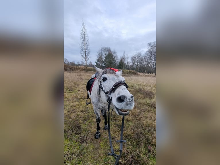 More ponies/small horses Mix Gelding 7 years 13.3 hh Grey-Dapple in Alt Ruppin