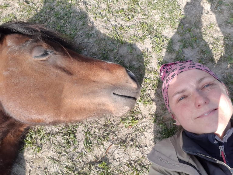 More ponies/small horses Gelding 7 years 13,1 hh Brown in Hainburg an der Donau More ponies/small horses Gelding 7 years 13,1 hh Brown in Hainburg an der Donau