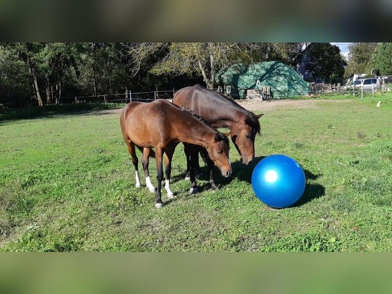 More ponies/small horses Gelding 7 years 13,1 hh Brown in Hainburg an der Donau More ponies/small horses Gelding 7 years 13,1 hh Brown in Hainburg an der Donau