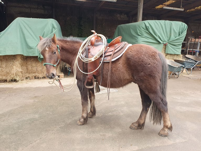 More ponies/small horses Mix Gelding 7 years 13,1 hh Chestnut in Lampertheim