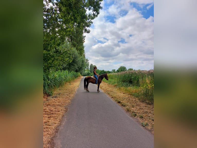 More ponies/small horses Mix Gelding 7 years 13,1 hh Chestnut in Lampertheim