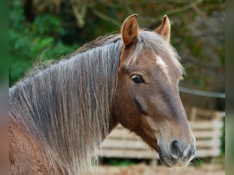 More ponies/small horses Mix Gelding 7 years 13,1 hh Chestnut in Lampertheim