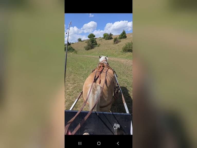 More ponies/small horses Mix Gelding 7 years 13,1 hh Dun in Laichingen