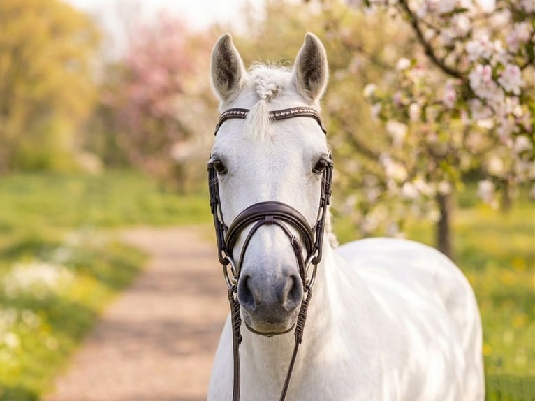 More ponies/small horses Mix Gelding 7 years 13,1 hh Grey in Kecskemét