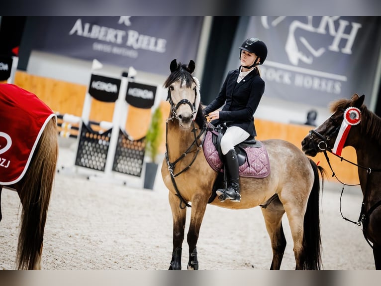 More ponies/small horses Gelding 7 years 13,2 hh Buckskin in Bartąg