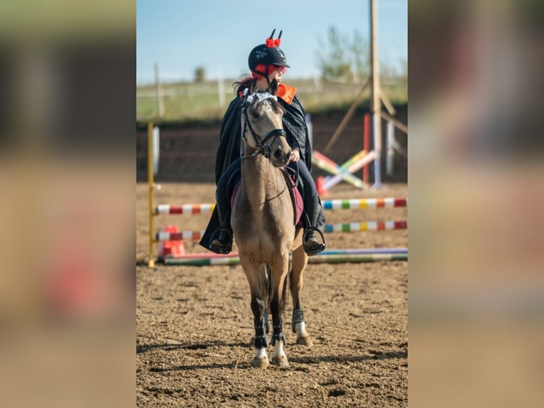 More ponies/small horses Gelding 7 years 13,2 hh Buckskin in Bartąg