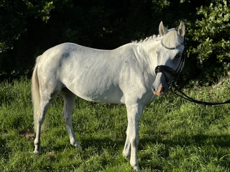 More ponies/small horses Gelding 7 years 13,2 hh Grey in S&#xFC;derl&#xFC;gum
