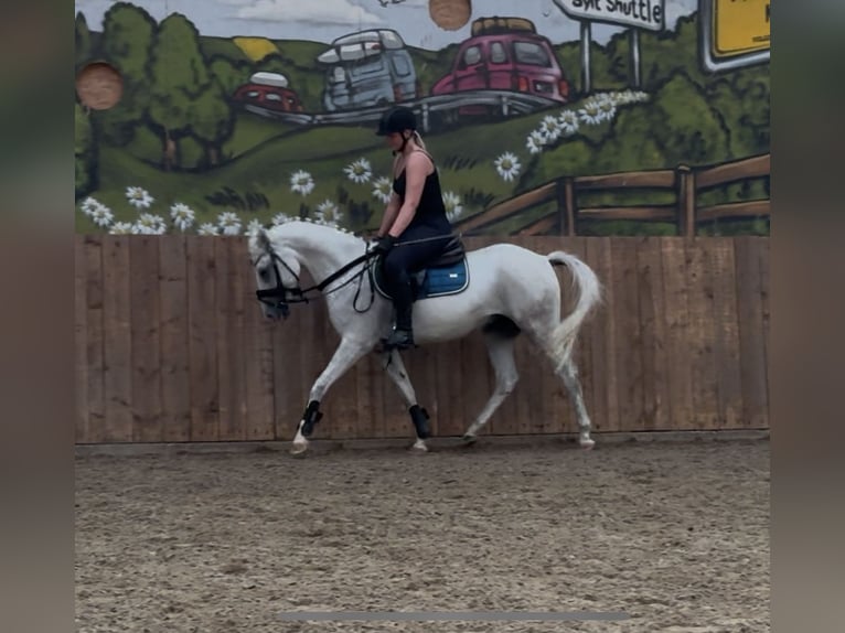 More ponies/small horses Gelding 7 years 13,2 hh Grey in S&#xFC;derl&#xFC;gum