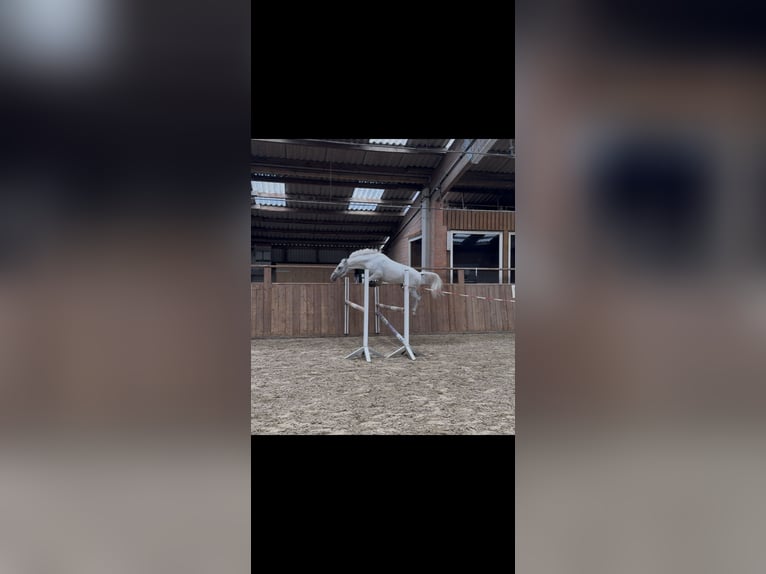 More ponies/small horses Gelding 7 years 13,2 hh Grey in S&#xFC;derl&#xFC;gum