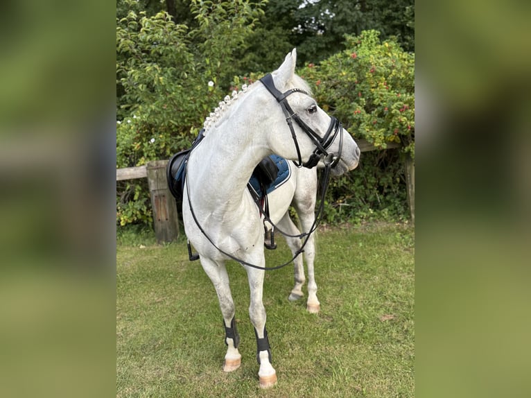 More ponies/small horses Gelding 7 years 13,2 hh Grey in S&#xFC;derl&#xFC;gum
