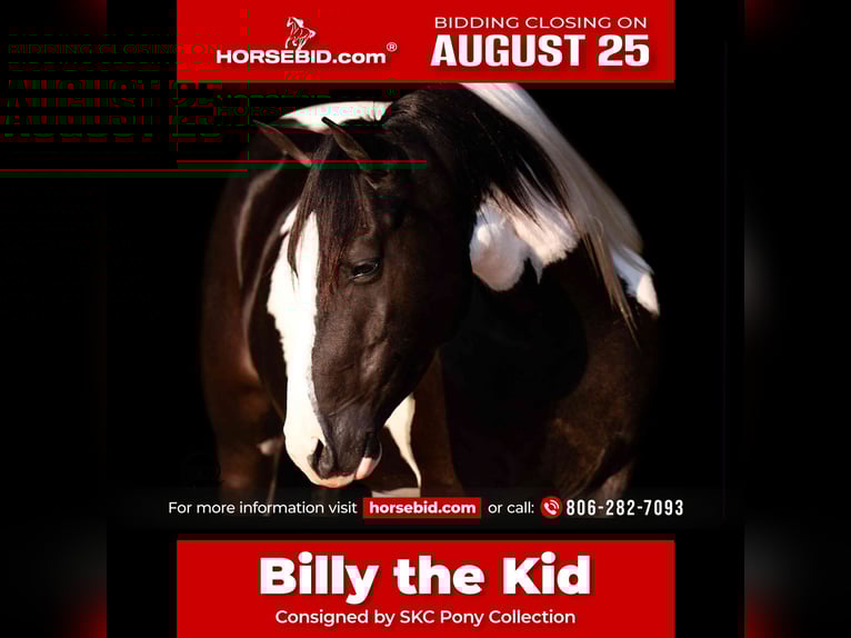 More ponies/small horses Gelding 7 years 13,3 hh in Canyon, TX