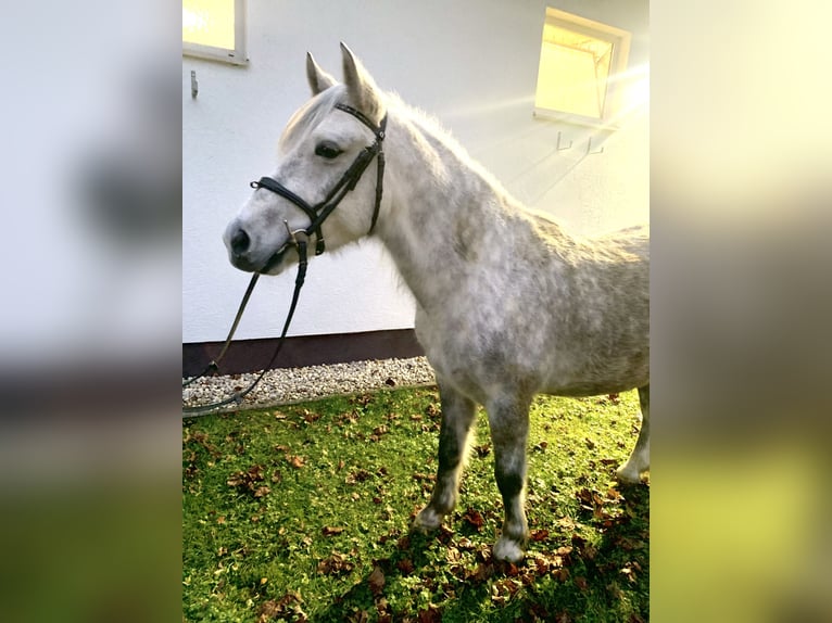 More ponies/small horses Gelding 7 years 13,3 hh Grey in Ampflwang