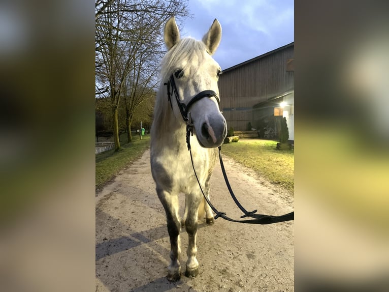 More ponies/small horses Gelding 7 years 13,3 hh Grey in Ampflwang