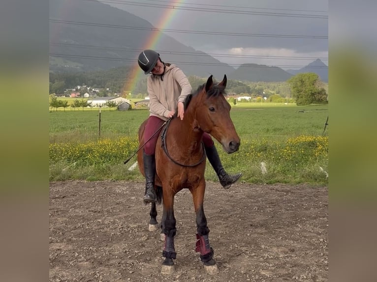 More ponies/small horses Gelding 7 years 14.1 hh Brown in Schlins