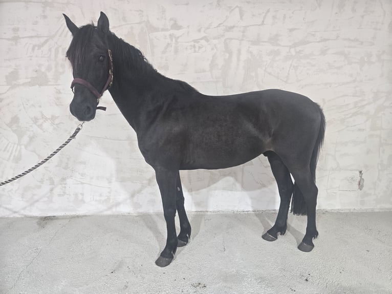 More ponies/small horses Gelding 7 years 14.2 hh Black in Chavannes sur reyssouze