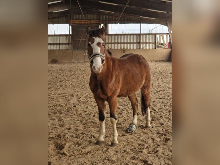 More ponies/small horses Mix Gelding 7 years 14 hh Brown in Neum&#xFC;nster