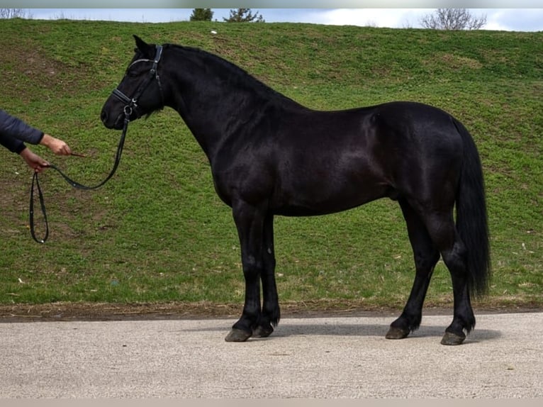 More ponies/small horses Gelding 7 years 14,1 hh Black in Békéscsaba