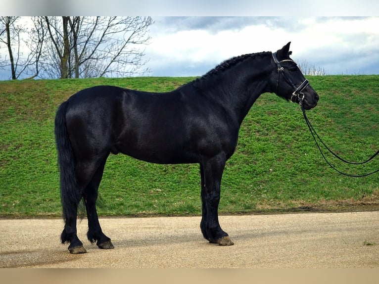 More ponies/small horses Gelding 7 years 14,1 hh Black in Békéscsaba