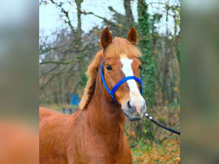 More ponies/small horses Gelding 7 years 14,1 hh Chestnut-Red in B&#xE9;k&#xE9;scsaba