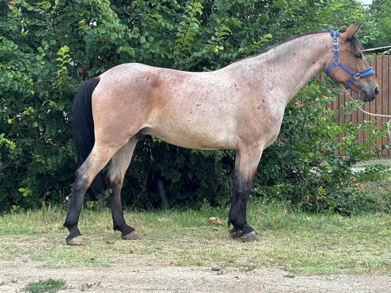 More ponies/small horses Gelding 7 years 14,2 hh Grey-Red-Tan in B&#xE9;k&#xE9;s