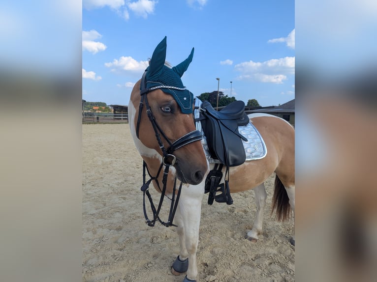 More ponies/small horses Gelding 7 years 14,2 hh in Korschenbroich