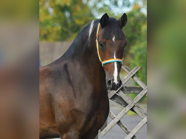 More ponies/small horses Gelding 7 years 14,2 hh Pinto in Mezőhegyes More ponies/small horses Gelding 7 years 14,2 hh Pinto in Mezőhegyes