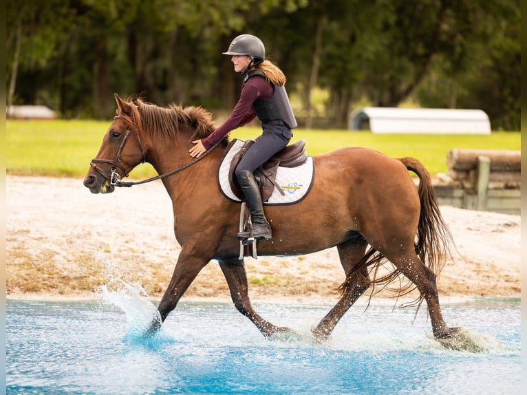 More ponies/small horses Gelding 7 years 14,2 hh Sorrel in West Palm Beach