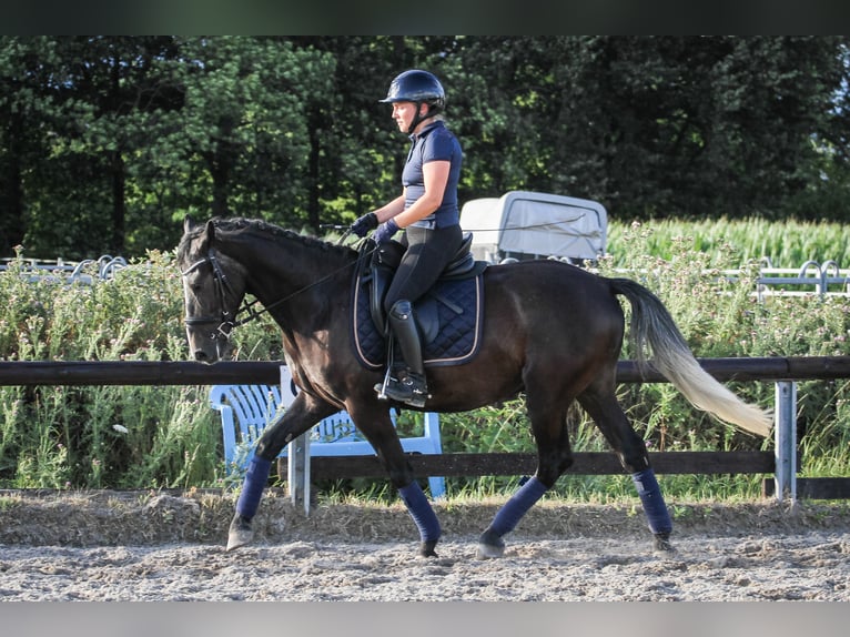 More ponies/small horses Mix Gelding 7 years 14,3 hh Gray-Dark-Tan in Mannheim
